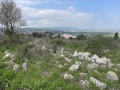 תמונה ממוזערת לגרסה מתאריך 10:45, 28 בפברואר 2022