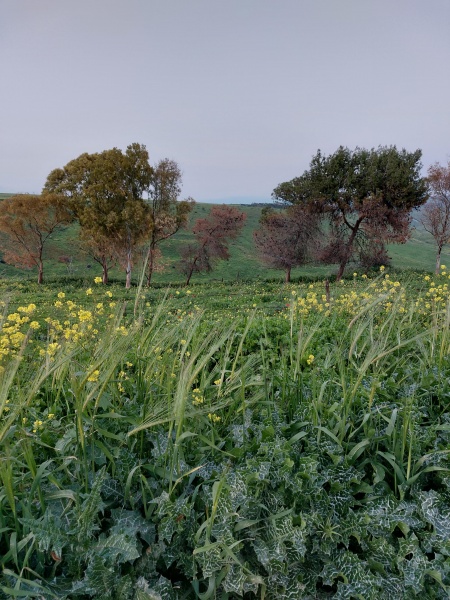 קובץ:2022-03-17T17 47 55.975557951845.jpg