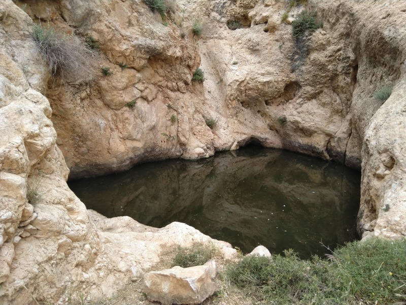 קובץ:2022-04-20T09 42 30.577650509307.jpg