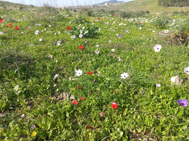 קובץ:2022-04-22T20 02 42.911011581040.jpg