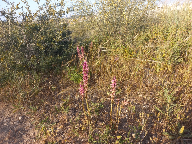 קובץ:2022-04-28T17 51 32.185753393818.jpg