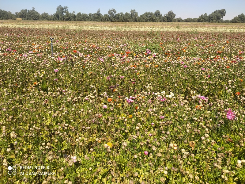 קובץ:2022-05-07T14 19 36.860073403539.jpg