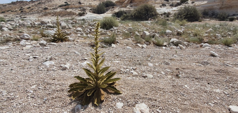 קובץ:2022-05-21T10 16 22.255143121358.jpg