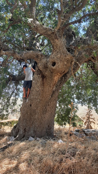 קובץ:2022-07-17T12 18 54.71046422540.jpg