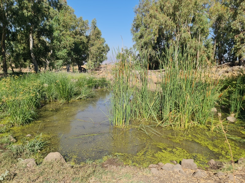 קובץ:2022-07-29T09 10 21.204702381577.jpg