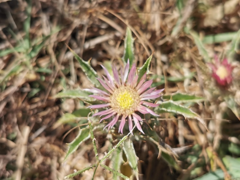 קובץ:2022-07-30T10 51 12.213103859570.jpg