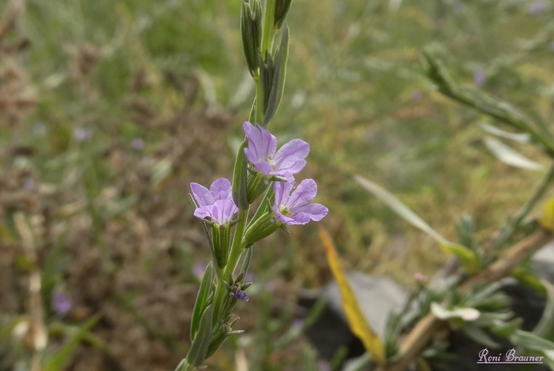 קובץ:2022-08-10T06 43 41.283143510435.jpg