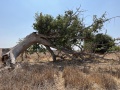 תמונה ממוזערת לגרסה מתאריך 11:27, 20 באוגוסט 2022