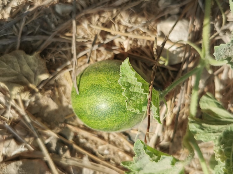 קובץ:2022-09-13T09 24 24.042812969762.jpg