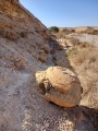 תמונה ממוזערת לגרסה מתאריך 11:44, 1 באוקטובר 2022