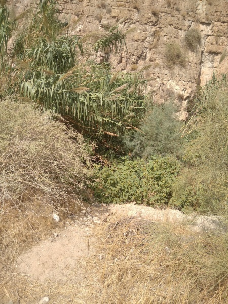 קובץ:2022-10-12T13 52 24.599885364561.jpg