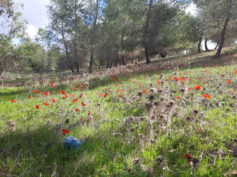 קובץ:2023-01-30T10 21 18.897625116097.jpg