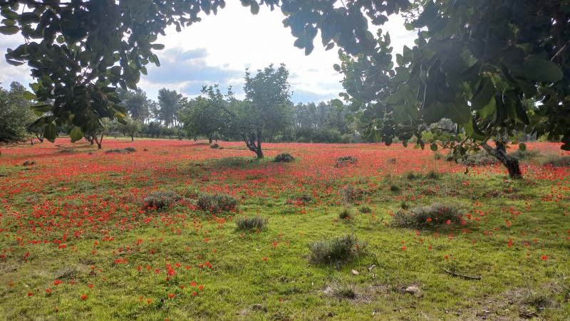 קובץ:2023-02-21T19 16 19.385147171708.jpg