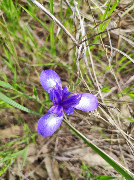 קובץ:2023-02-24T13 50 54.955258502762.jpg