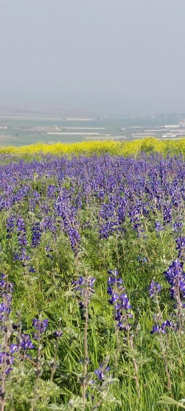 קובץ:2023-03-03T14 48 29.15599325898.jpg