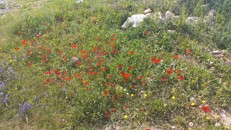 קובץ:2023-03-07T15 53 08.424156591809.jpg