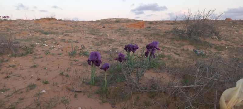 קובץ:2023-03-08T17 43 30.20577622345.jpg