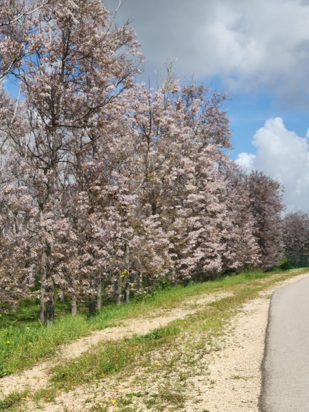 קובץ:2023-03-21T10 58 36.380281464251.jpg