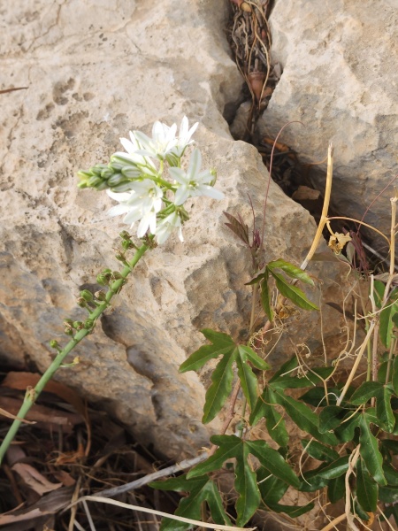 קובץ:2023-03-23T15 42 39.870866492384.jpg