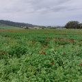 תמונה ממוזערת לגרסה מתאריך 06:15, 25 במרץ 2023