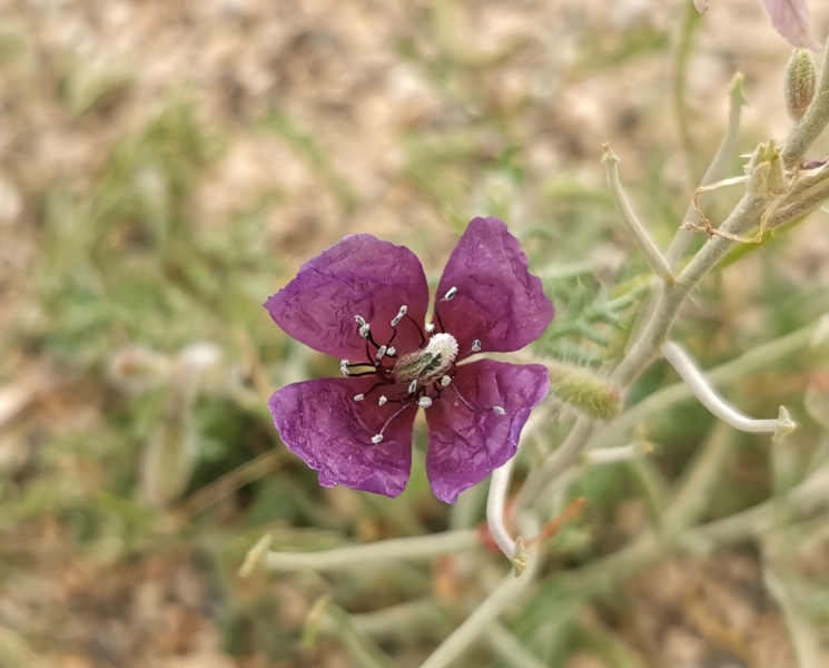 קובץ:2023-04-15T10 08 37.297671283343.jpg