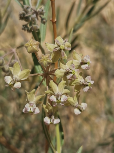 קובץ:2023-04-17T11 18 59.665996921743.jpg