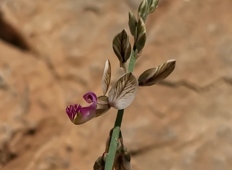 קובץ:2023-04-17T12 30 11.941031775933.jpg