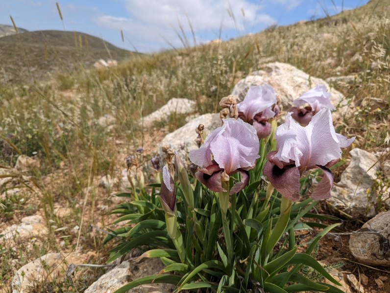 קובץ:2023-04-21T10 41 43.377038582195.jpg