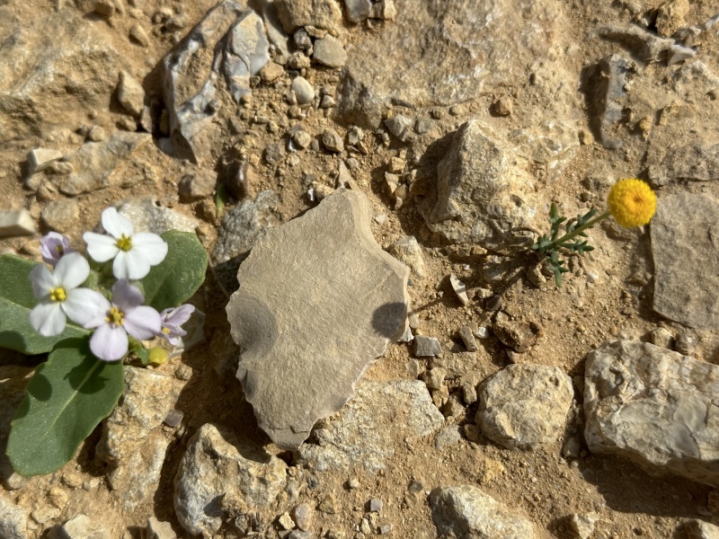 קובץ:2023-04-22T09 13 27.264098865872.jpg