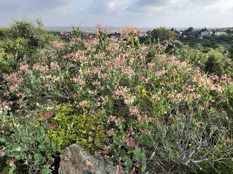 קובץ:2023-04-29T17 55 13.793301288941.jpg