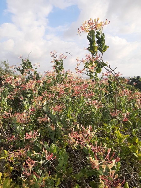 קובץ:2023-04-29T17 55 33.486557658103.jpg