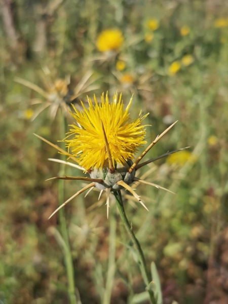 קובץ:2023-05-02T08 24 45.304175519102.jpg