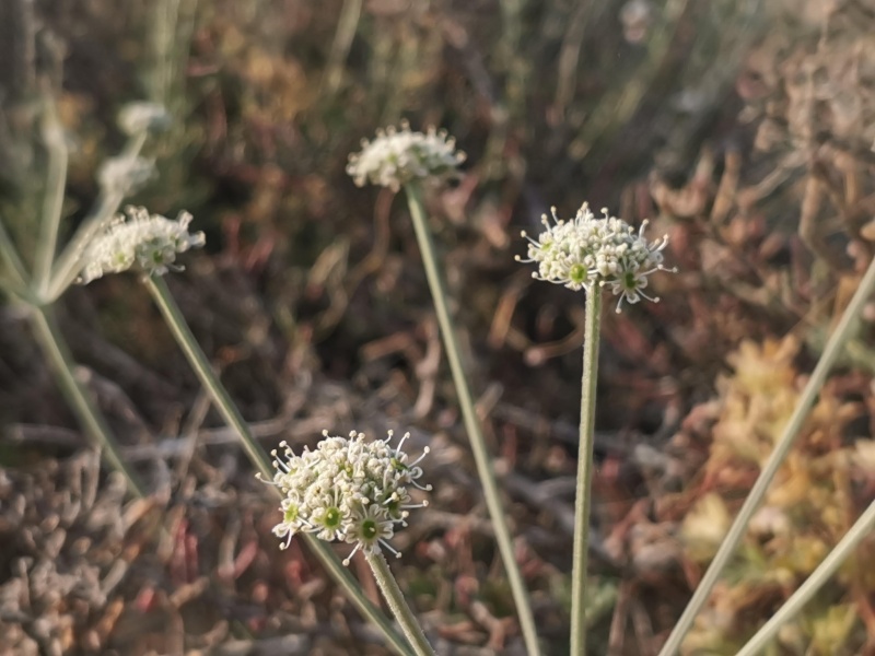 קובץ:2023-05-08T07 17 51.002667768356.jpg