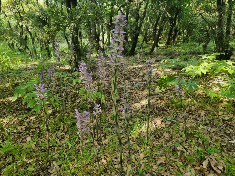 קובץ:2023-05-12T17 06 29.478517637681.jpg