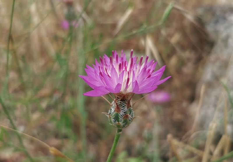 קובץ:2023-05-13T07 46 53.868940641321.jpg