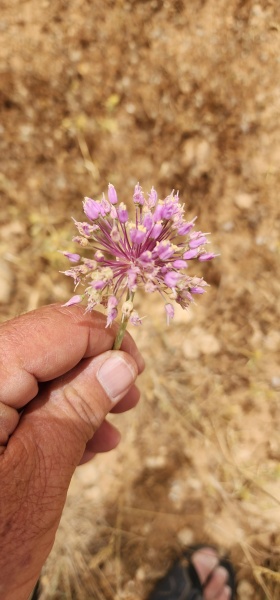 קובץ:2023-05-22T14 39 39.659448806547.jpg