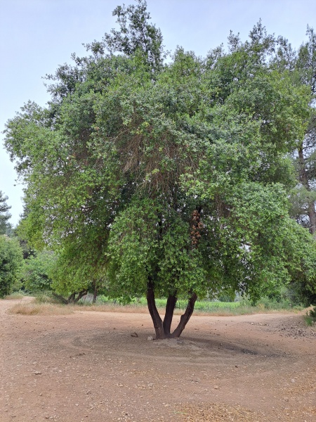 קובץ:2023-05-28T08 50 51.741839802607.jpg