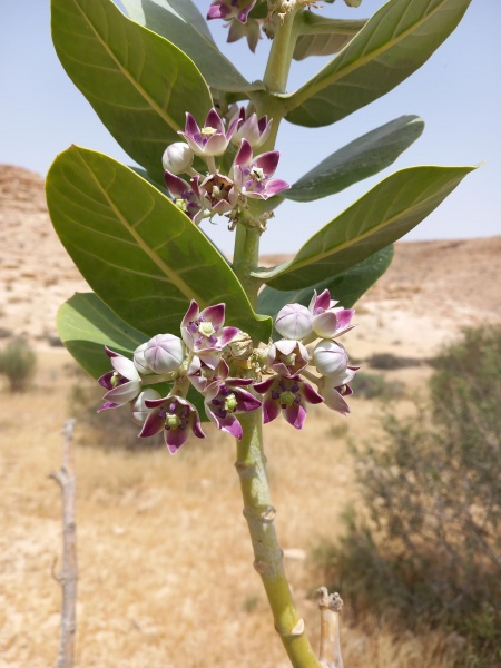 קובץ:2023-06-03T10 50 00.914376219781.jpg