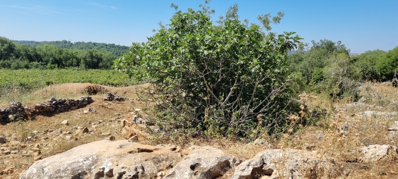 קובץ:2023-06-06T10 20 18.38231913811.jpg