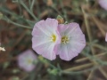 תמונה ממוזערת לגרסה מתאריך 05:17, 19 ביוני 2023