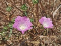 תמונה ממוזערת לגרסה מתאריך 09:42, 25 ביוני 2023