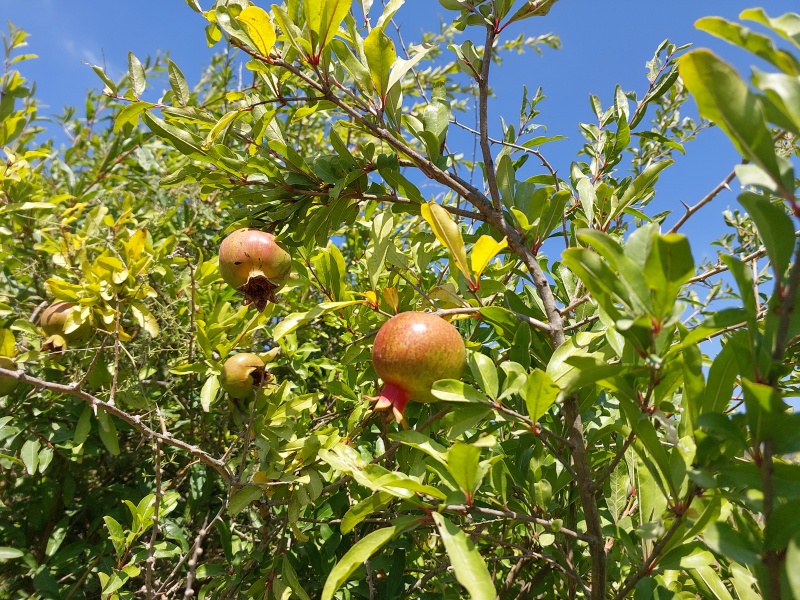 קובץ:2023-06-29T15 11 38.331721625228.jpg