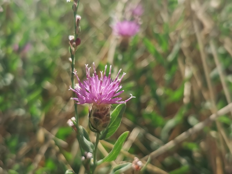 קובץ:2023-07-26T09 47 34.654513105678.jpg