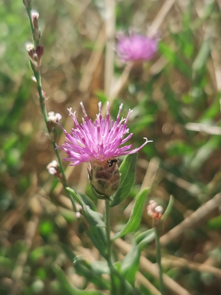 קובץ:2023-07-26T09 47 42.107962324549.jpg