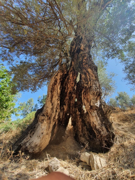 קובץ:2023-07-28T10 03 19.976819613187.jpg