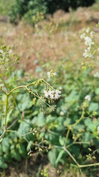 קובץ:2023-08-15T09 01 04.349378796762.jpg