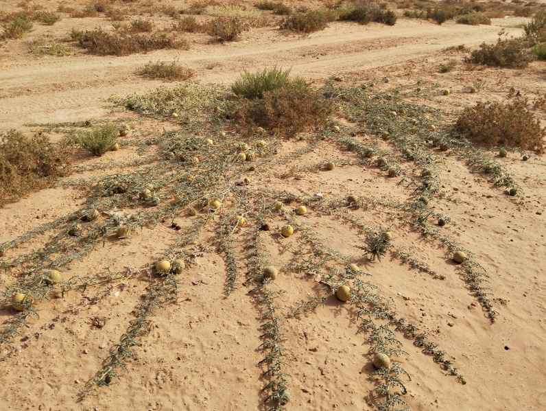 קובץ:2023-08-31T16 17 33.533502245629.jpg