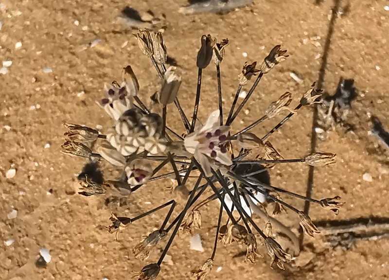 קובץ:2023-09-22T09 09 46.267989213639.jpg