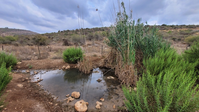 קובץ:2023-10-03T16 53 20.070571678480.jpg