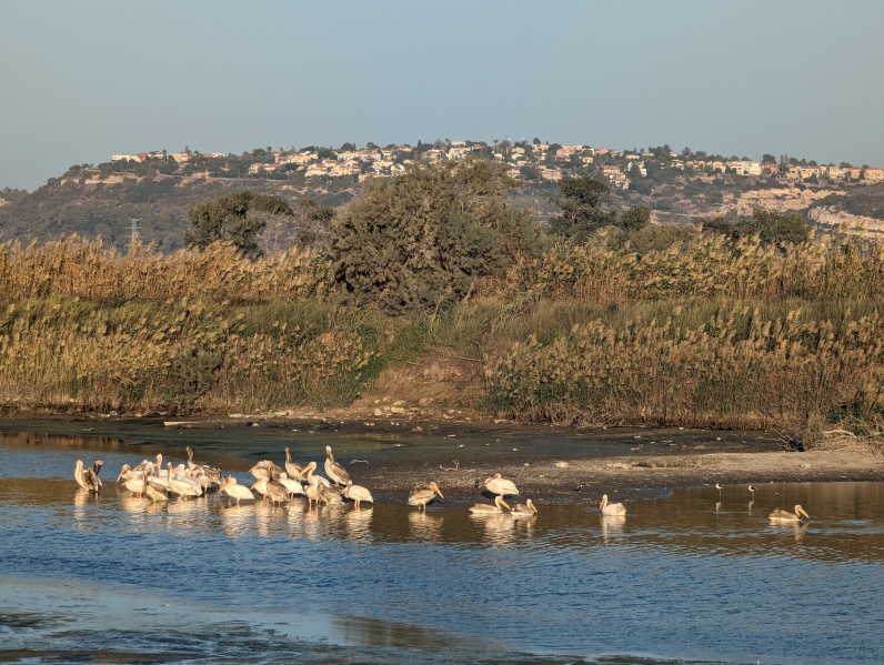 קובץ:2023-11-05T16 06 02.783665110105.jpg